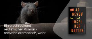 Ratte. Link zum Buch Insel der Ratten.